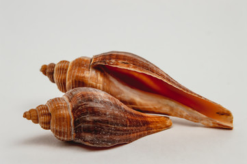 Sea shells on a white background closeup