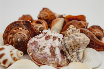 Sea shells on a white background closeup