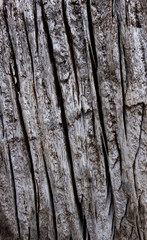 Old wood for the background or old gray wood surface Antique or furniture surface Corroded surfaces over time Wood more than a hundred years old Old wooden background closer.