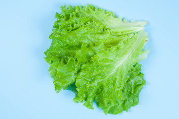 Green lettuce isolated on blue background. Copy space. Healthy food.