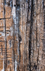 Old wood for the background or old gray wood surface Antique or furniture surface Corroded surfaces over time Wood more than a hundred years old Old wooden background closer.
