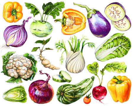 Set of fresh hand-drawn vegetables. Watercolor drawing healthy food. Image of bell pepper, onion, eggplant and cauliflower, Peking cabbage, kohlrabi and other vegetables.