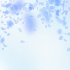 Dark blue flower petals falling down. Noteworthy r