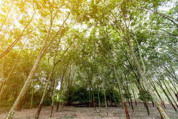 Rubber tree forest