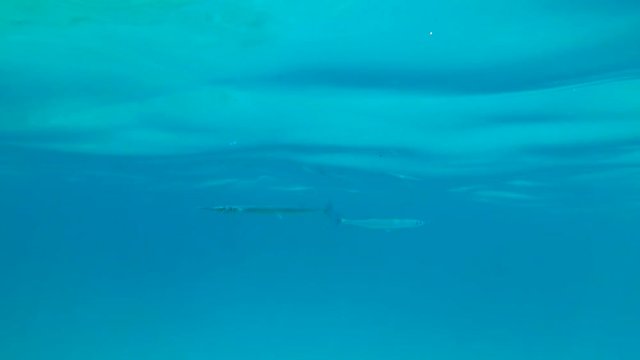 Houndfish floats near the surface of the water. Long fish in Red sea