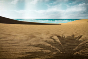 Summer background of sand on beach and palms shadow 