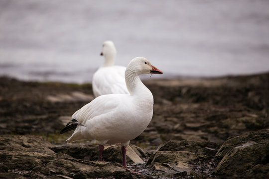 White-morph snow goose with roots hanging from its beak standing in profile on a rocky beach with other bird in soft focus background, Quebec City, Quebec, Canada