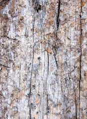 Old wood for the background or old gray wood surface Antique or furniture surface Corroded surfaces over time Wood more than a hundred years old Old wooden background closer.