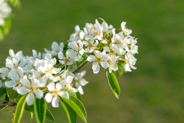 Pear tree blossom close-up. White pear flower on naturl background. Fruit tree blossom close-up. Shallow depth of field
