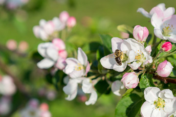 Obraz premium Honey bee pollinating apple blossom. The Apple tree blooms. Spring flowers
