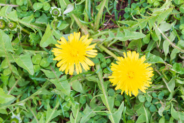 Round bright yellow flower in early spring in the grass