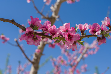 Beautiful pink peach flowers petals and trees blooming on a spring sunny day