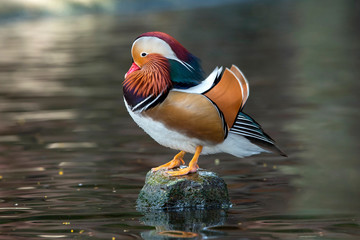 The beauty of mandarin ducks The color of the fur is extremely beautiful.