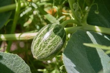 A closeup of young Buffalo Gourd fruit with flower in Texas