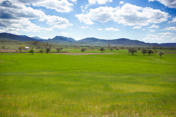 Fototapeta na wymiar green wheat field in spring