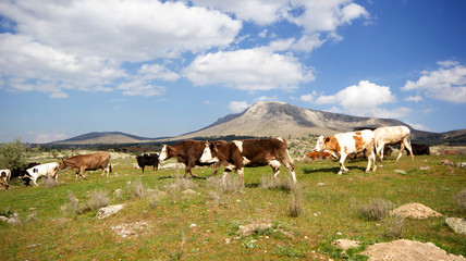 Fototapeta na wymiar Cows on a green field