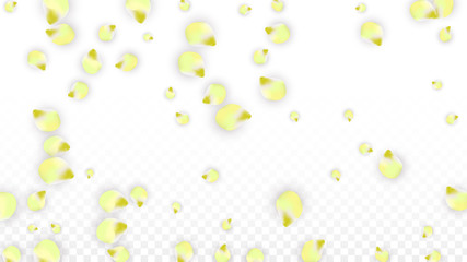 Vector Realistic Pink Petals Falling on Transparent Background.  Spring Romantic Flowers Illustration. Flying Petals. Sakura Spa Design. Blossom Confetti.