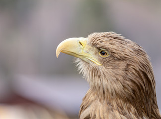 An eagle close up shot.