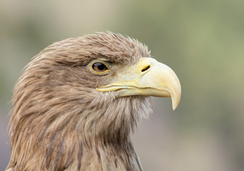 An eagle close up shot.