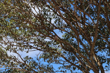 Trees in the backyard
