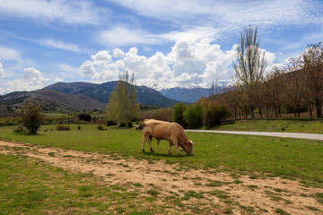 Fototapeta na wymiar cow in the sierra nevada