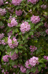 rhododendron
