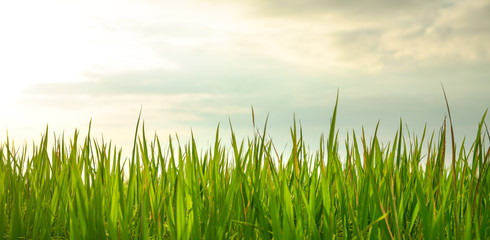Fototapeta premium Closeup shot of fresh green rice paddy field