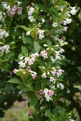 Japanese weigela flowers