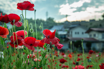 Obraz premium ポピーぽっぽ