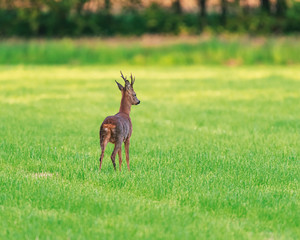 Roebuck in mowed meadow in spring.