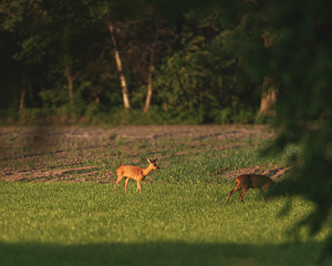 Roe deer doe in meadow in evening sunlight in spring.