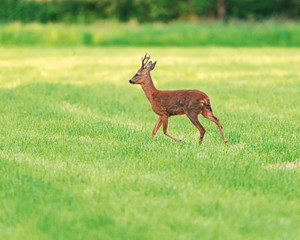 Roebuck walking in mowed meadow in spring.