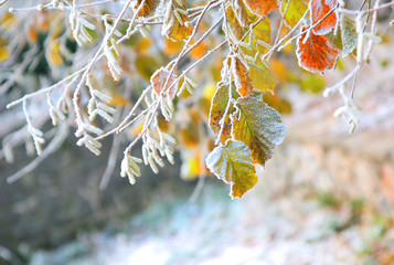 early frost