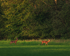 Roe deer doe and roebuck in meadow near forest in evening sunlight in spring. © ysbrandcosijn