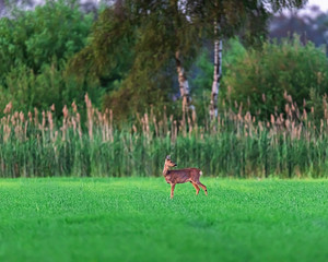 Alert roe deer doe in farmland in spring at sunset.