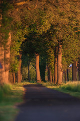 Fototapeta premium Country road with trees in evening sunlight in spring.