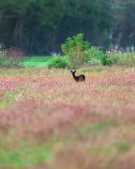 Dark roebuck between tall grass in spring at sunset.
