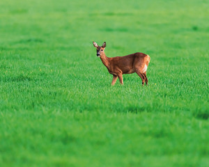 Roe deer doe in meadow in spring in evening sunlight.