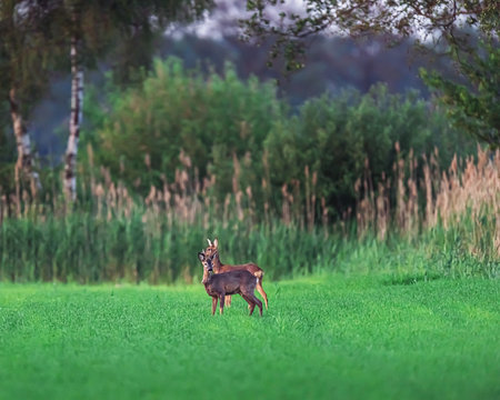 Two roe deer standing in farmland in spring.
