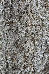Beautiful Texture of Living Linden Tree
