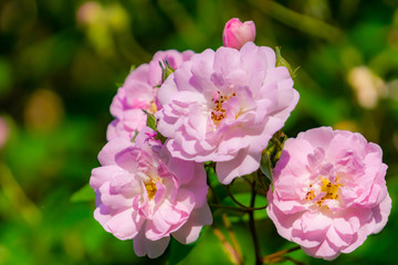 Obraz premium キューティーなピンクの花