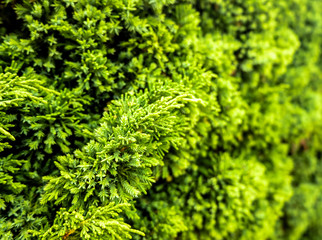 Green branches filled with prickly feathers or pine trees Nature background concept