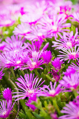 Obraz premium マツバギク