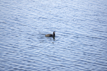 duck in water