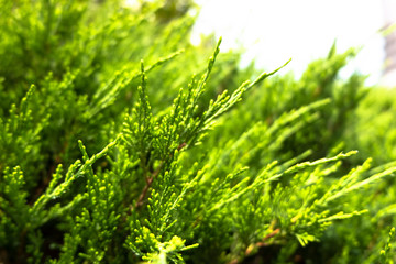 Green branches filled with prickly feathers or pine trees Nature background concept