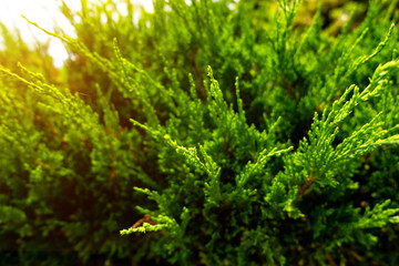 Green branches full of feathers, pine trees, morning sunlight, natural background ideas