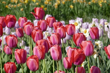 Tulpen
