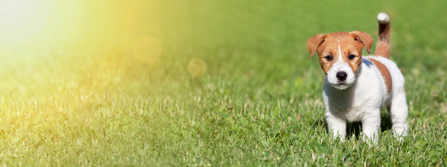 Pet summer concept, web banner of a cute dog puppy as standing in the grass