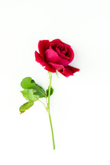 red rose flower isolated on white background