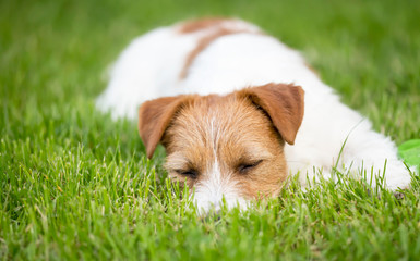 Resting dog, lazy cute jack russell pet puppy sleeping in the grass